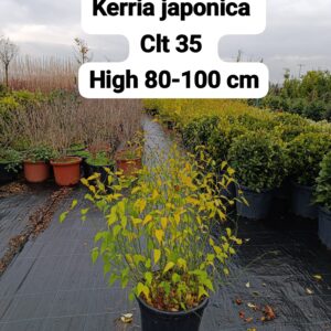 Kerria Japonica
