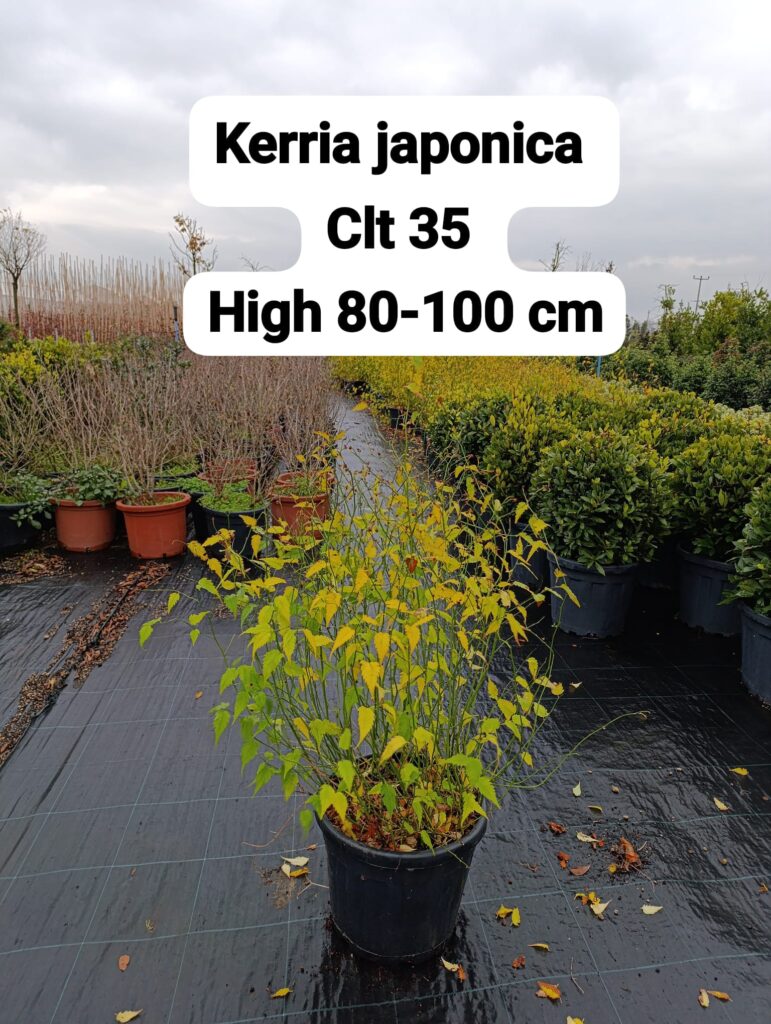 Kerria Japonica