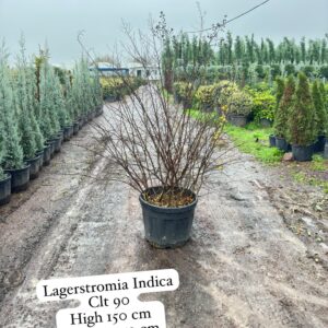 Lagerstroemia Indica