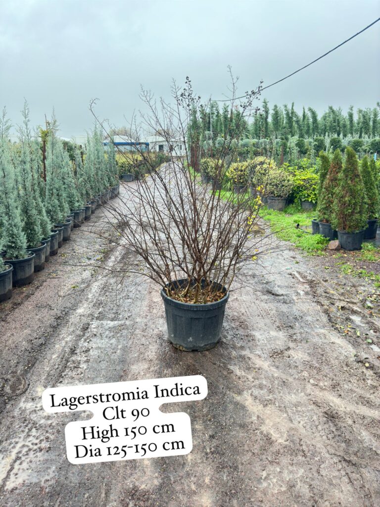 Lagerstroemia Indica