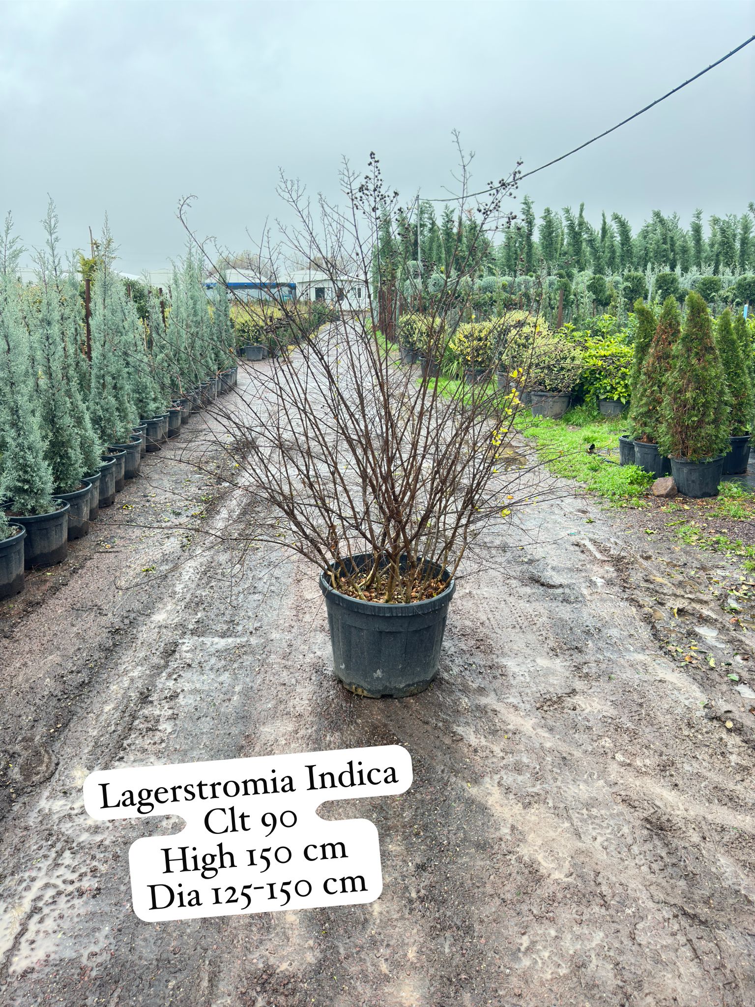 Lagerstroemia Indica