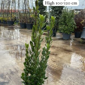 Laurus Nobilis