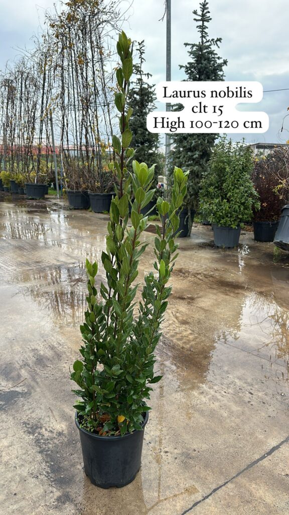 Laurus Nobilis
