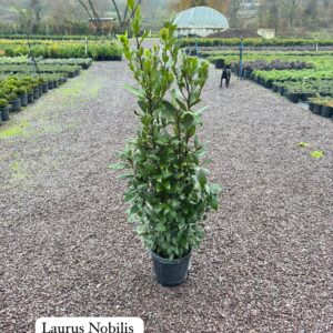 Laurus Nobilis