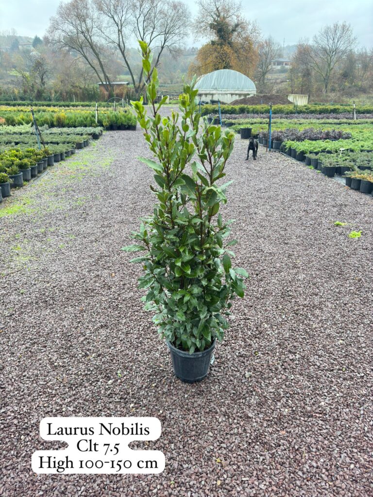 Laurus Nobilis