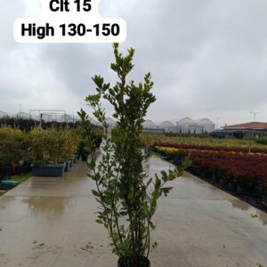 Laurus Nobilis