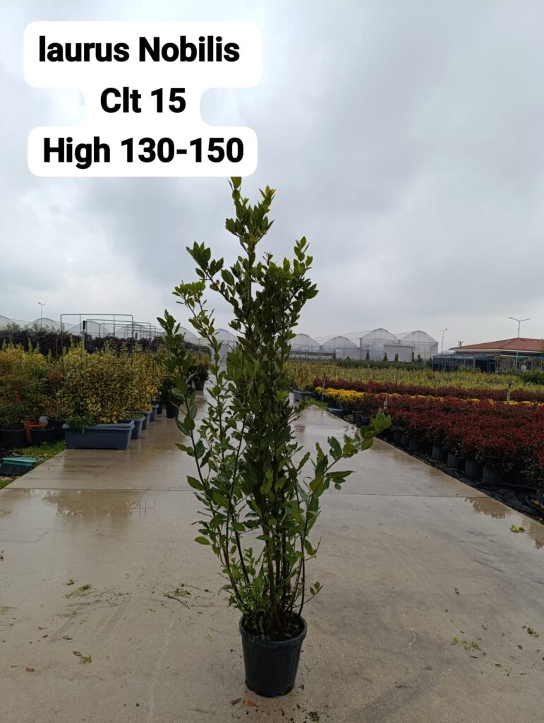Laurus Nobilis