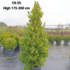 Laurus Nobilis