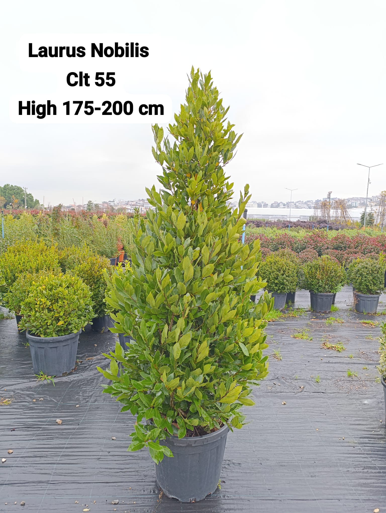Laurus Nobilis