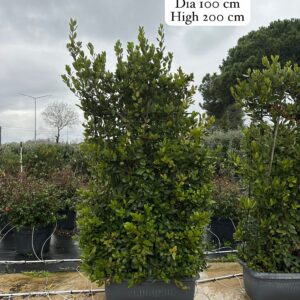 Laurus Nobilis