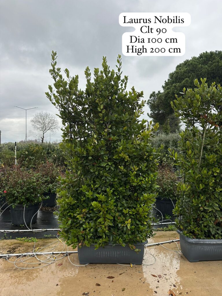Laurus Nobilis