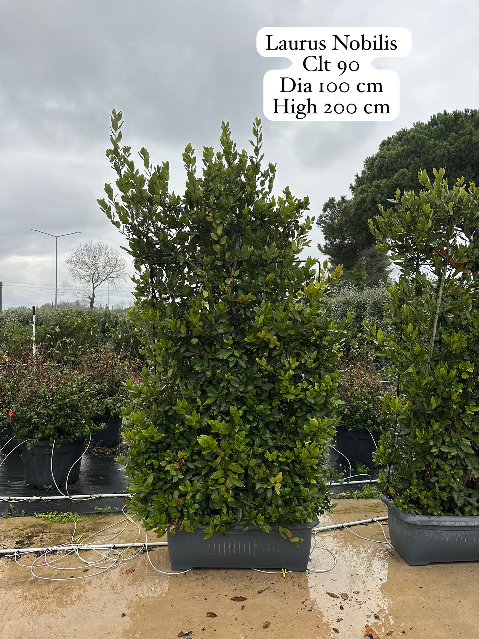 Laurus Nobilis