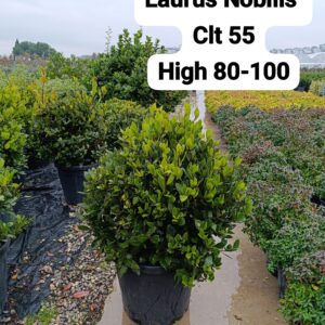 Laurus Nobilis