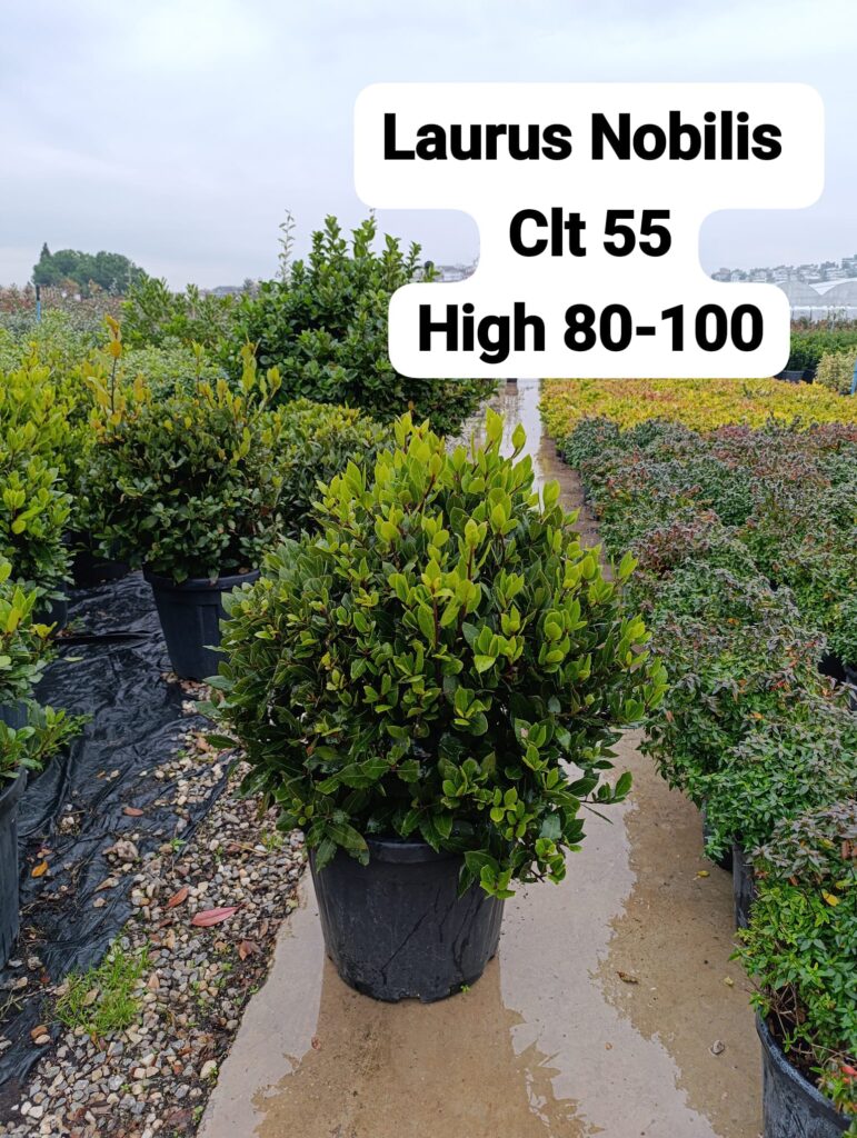 Laurus Nobilis