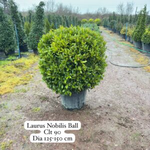 Laurus Nobilis Ball