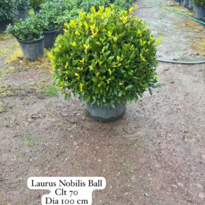 Laurus Nobilis Ball