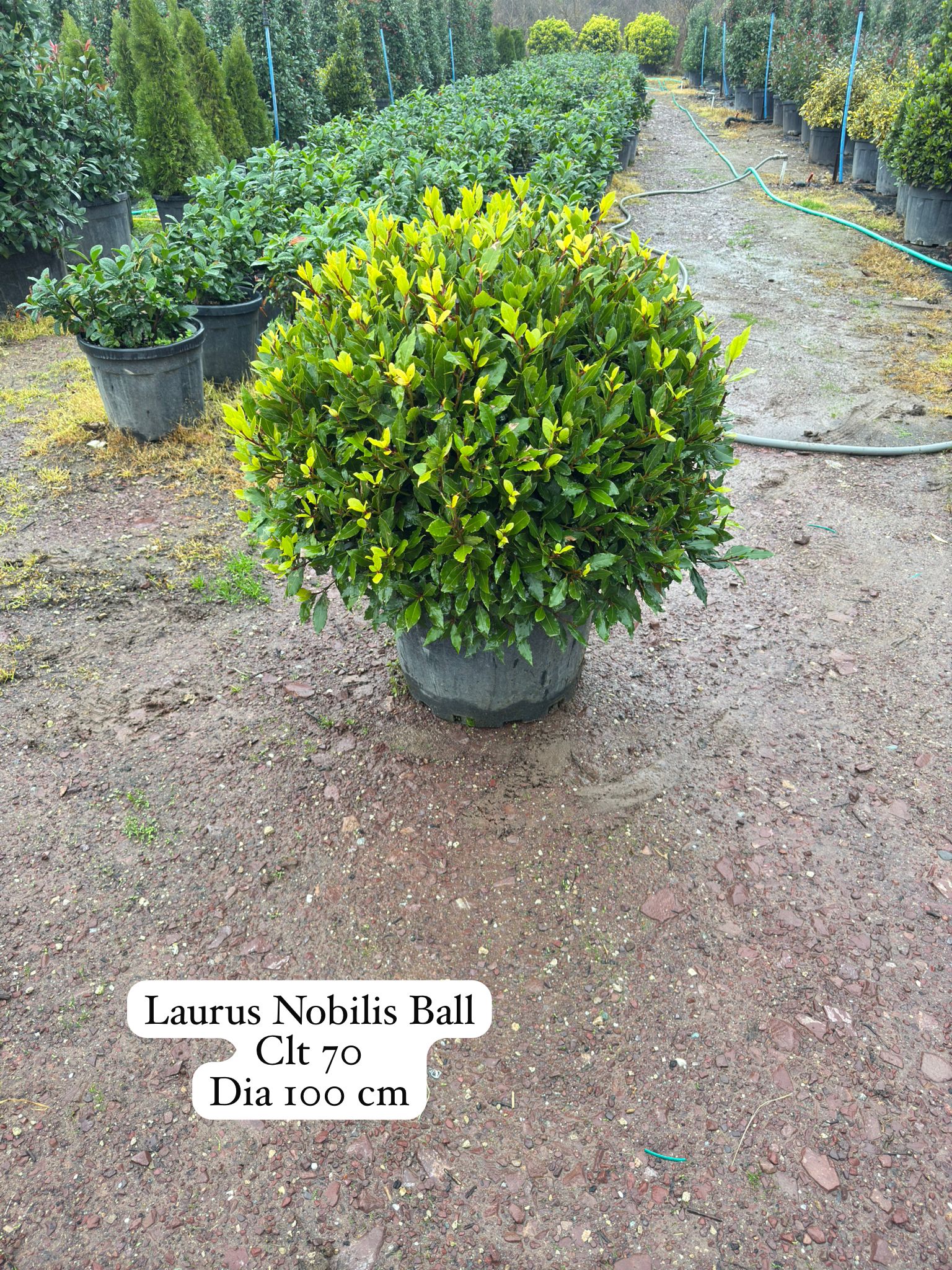Laurus Nobilis Ball