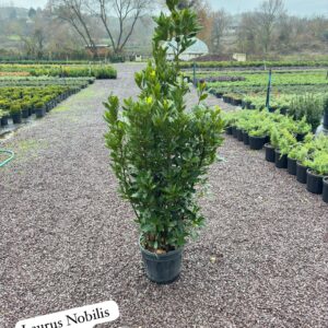 Laurus Nobilis