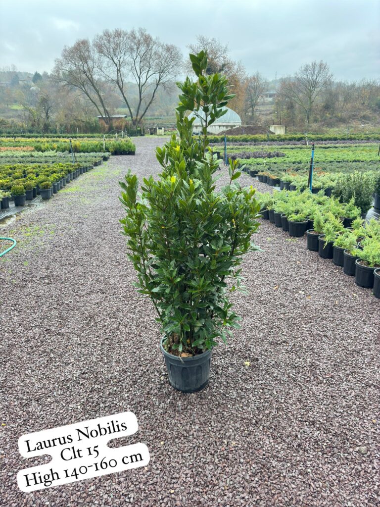 Laurus Nobilis
