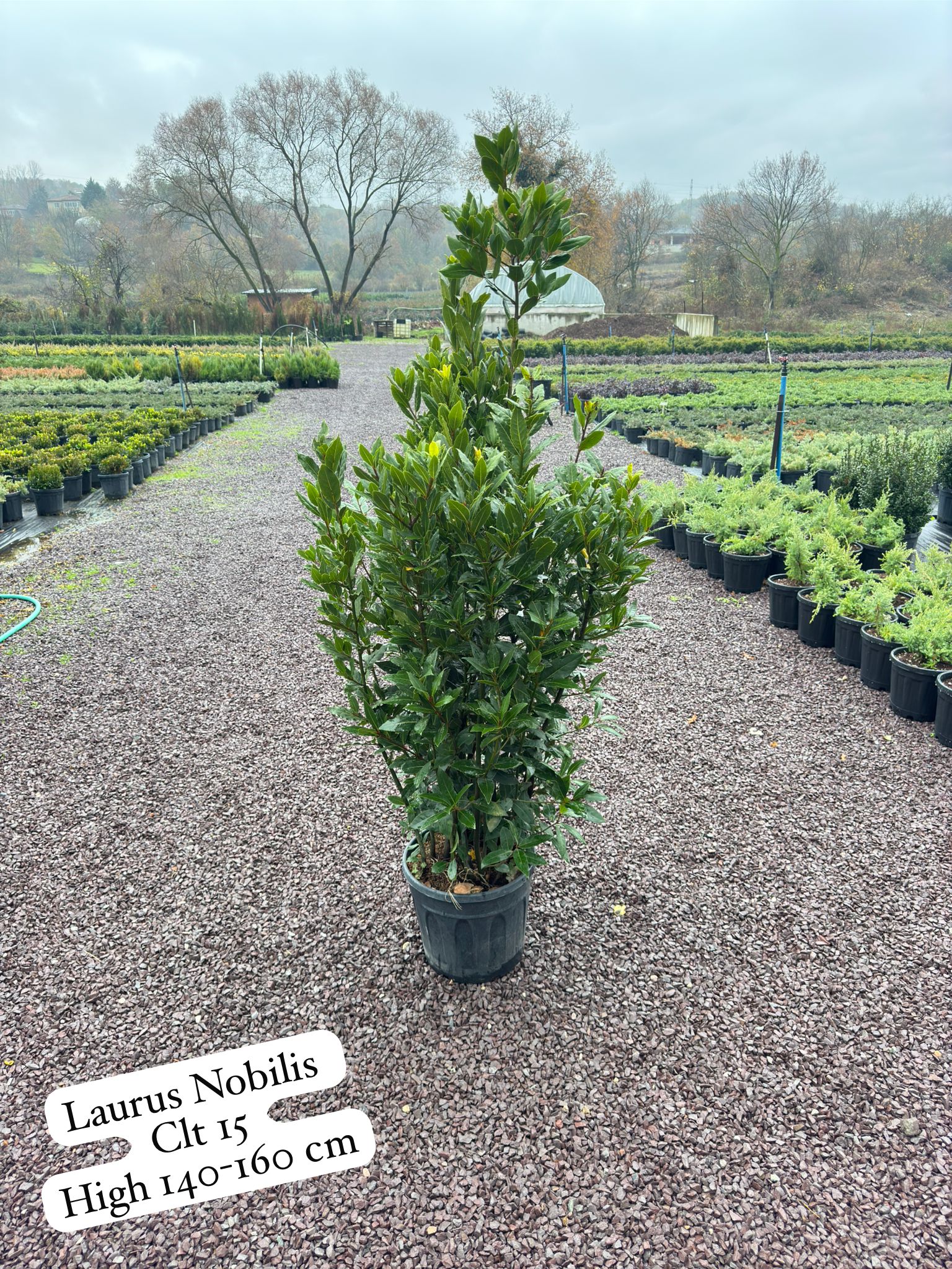 Laurus Nobilis