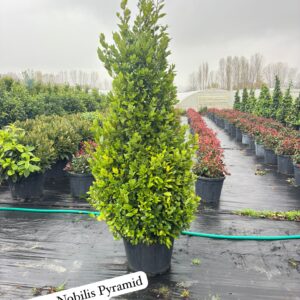 Laurus Nobilis Pyramid