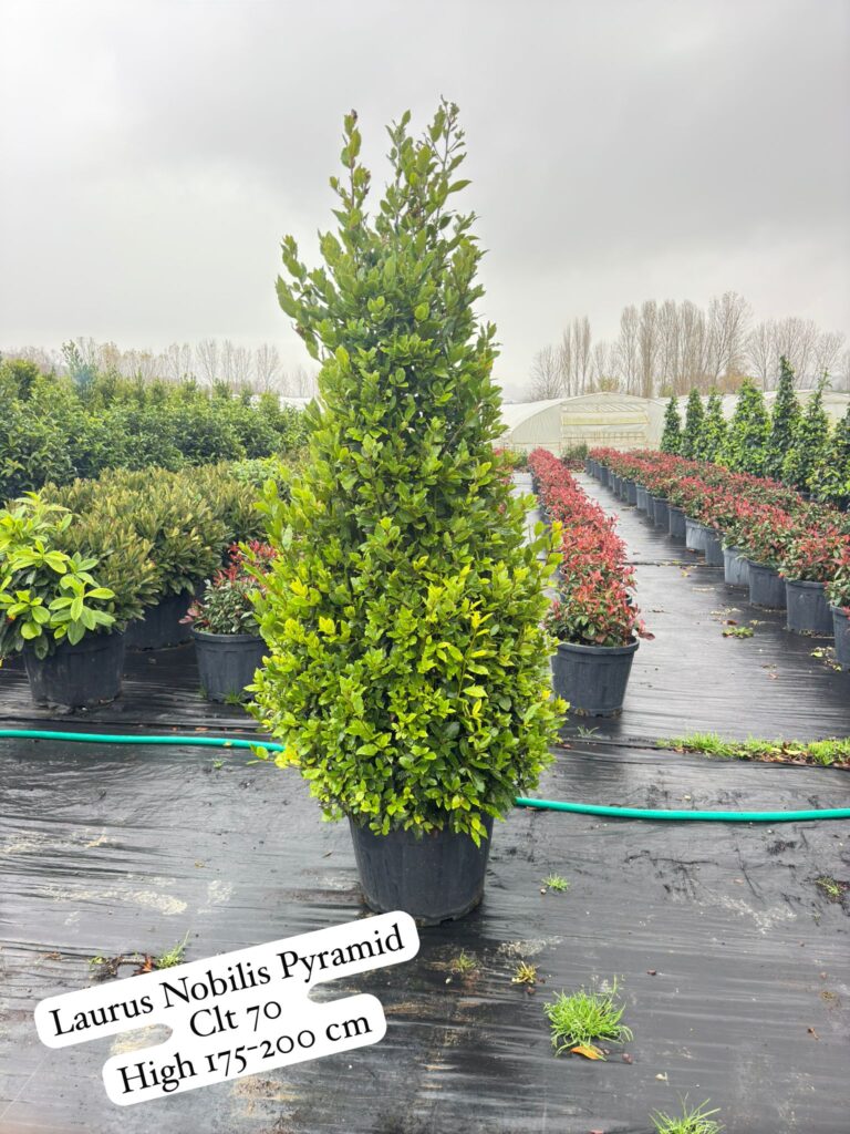Laurus Nobilis Pyramid