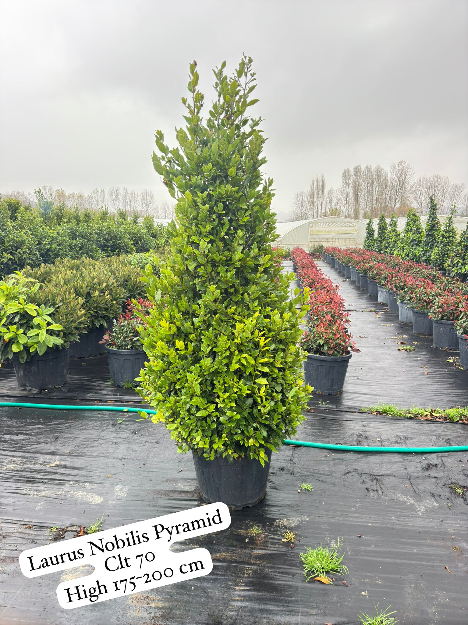 Laurus Nobilis Pyramid