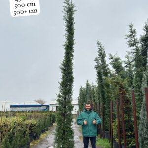 Leylandii