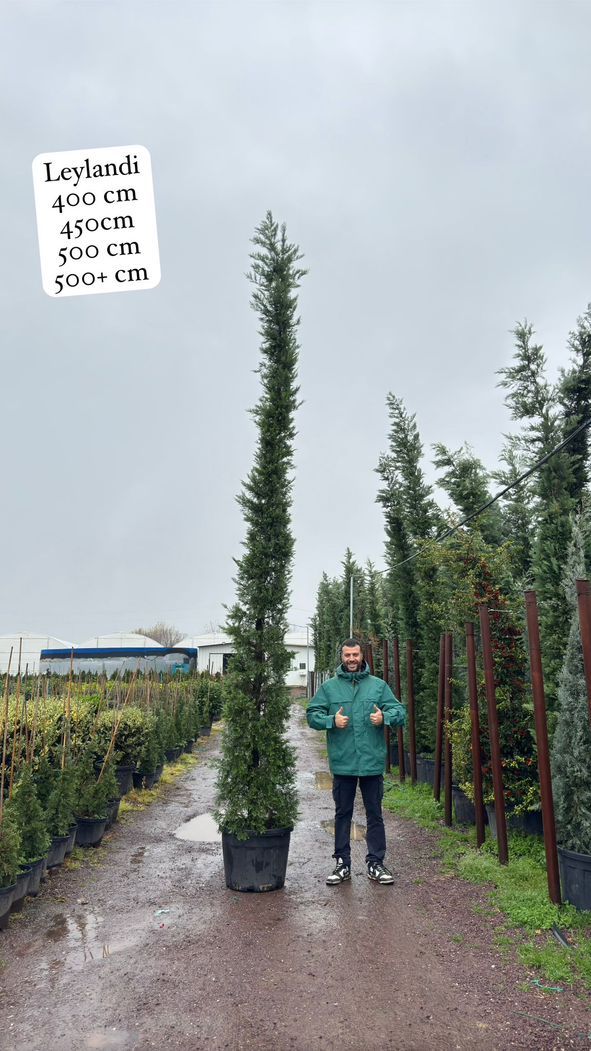 Leylandii