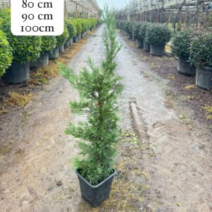 Leylandii