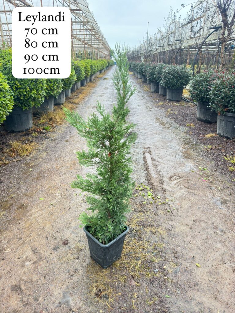 Leylandii