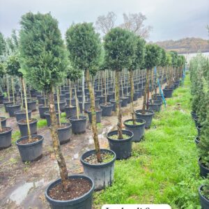 Leylandii Stem
