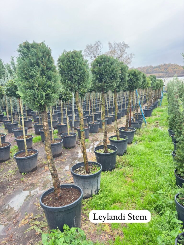 Leylandii Stem