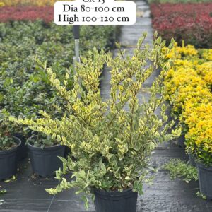 Ligustrum Texanum