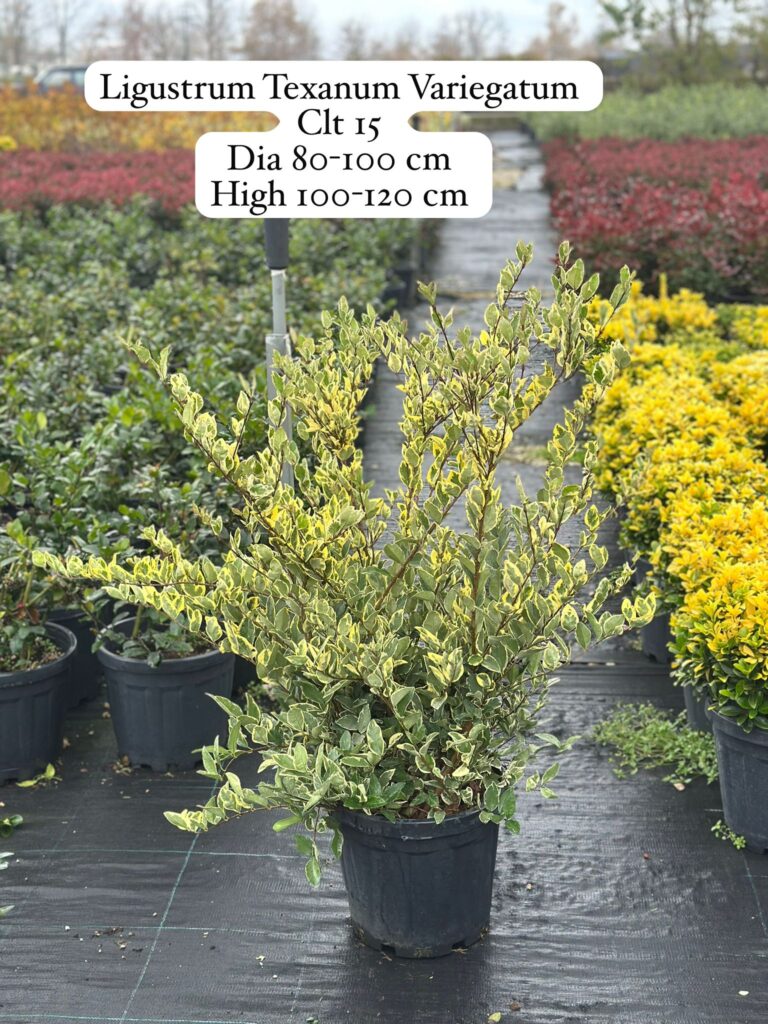 Ligustrum Texanum