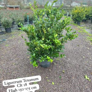 Ligustrum Texanum