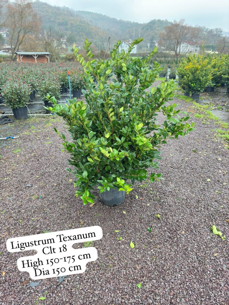 Ligustrum Texanum