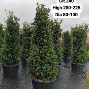 Ligustrum Texanum