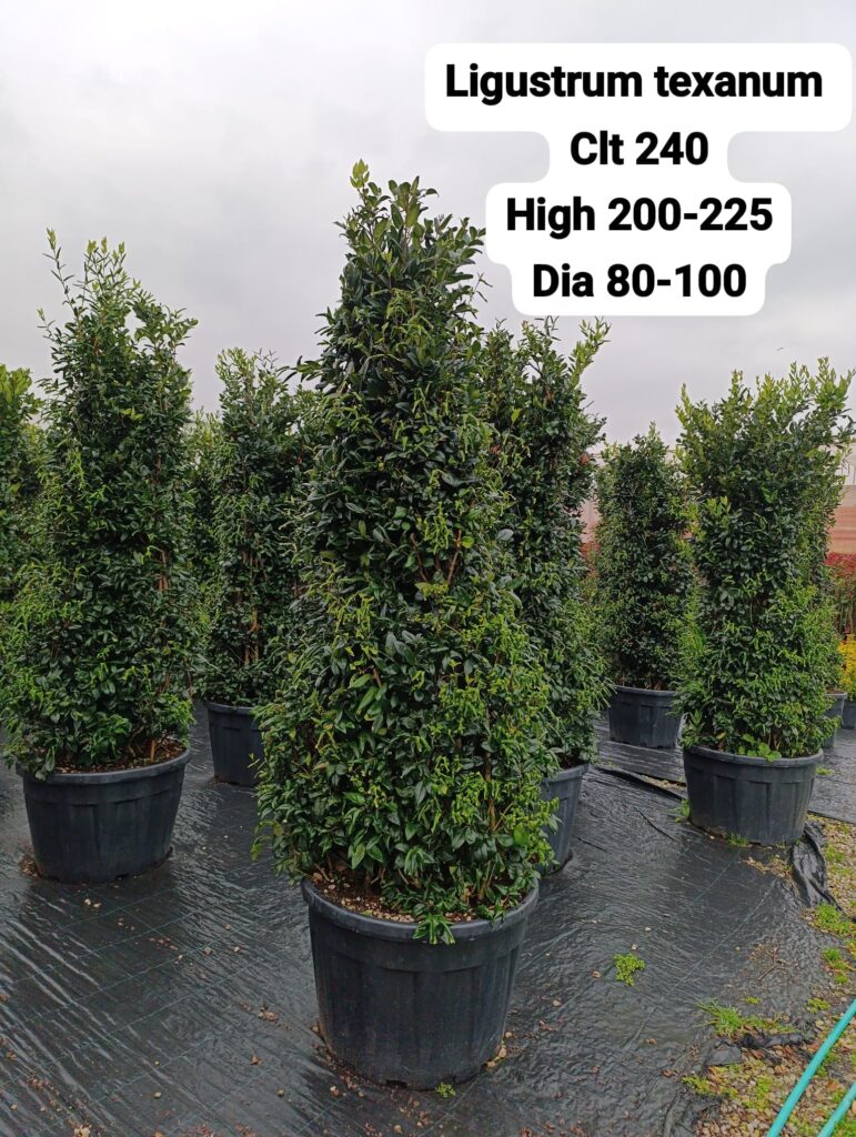Ligustrum Texanum