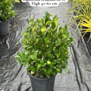 Ligustrum Texanum