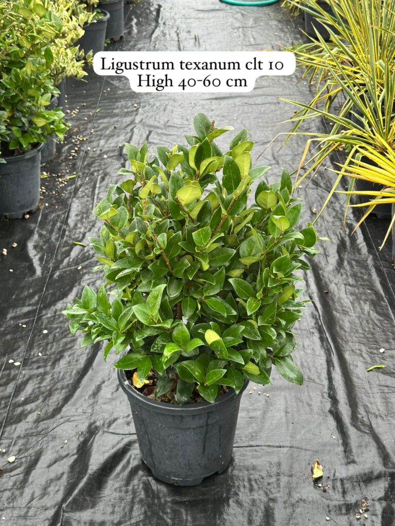 Ligustrum Texanum
