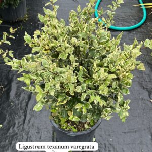 Ligustrum Texanum