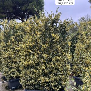 Ligustrum Texanum Variegata