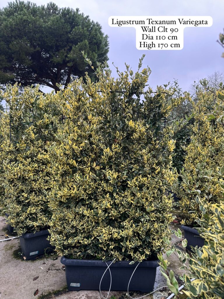 Ligustrum Texanum Variegata