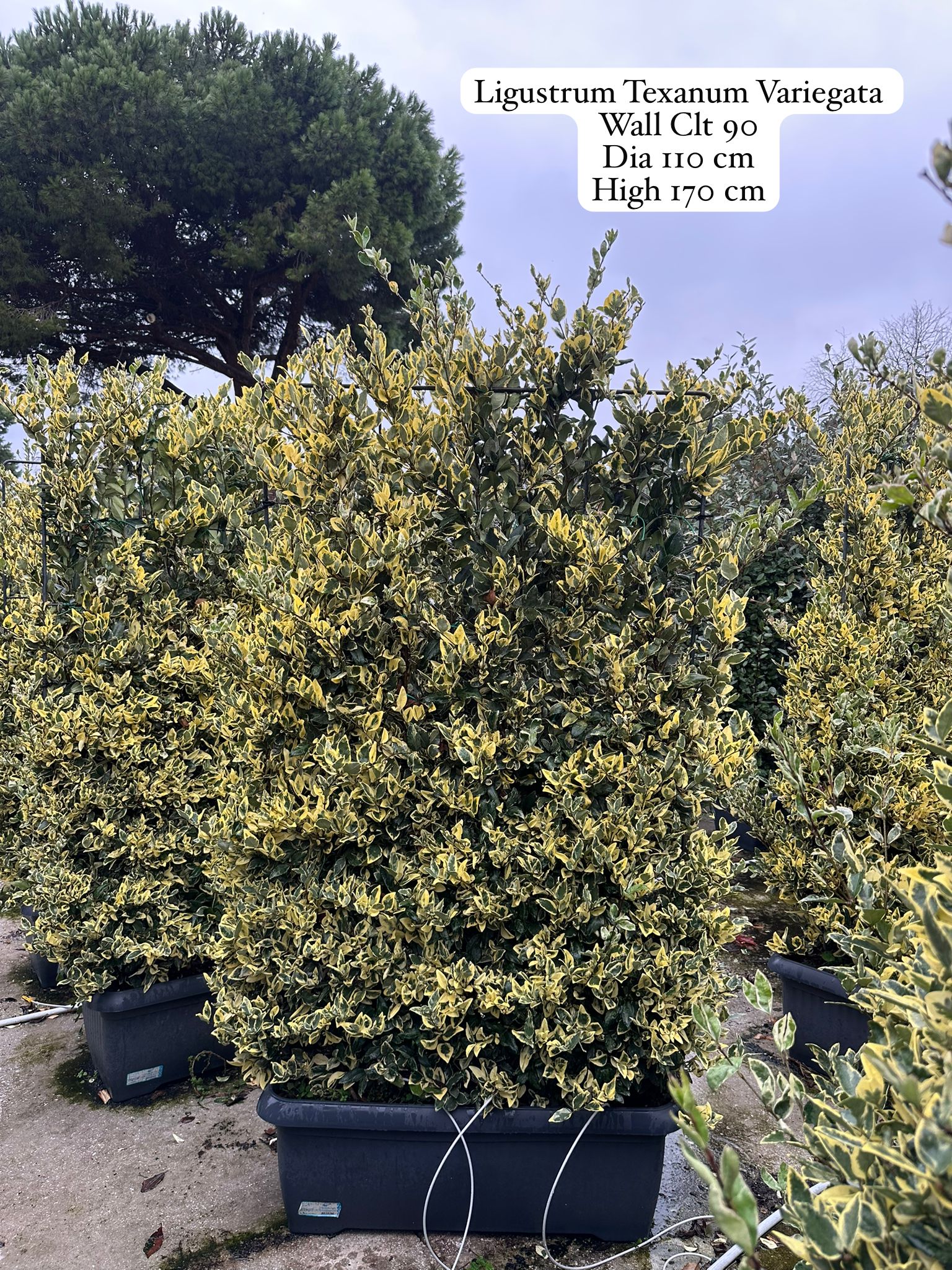 Ligustrum Texanum Variegata
