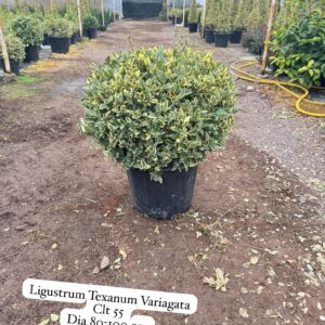 Ligustrum Texanum Variegata