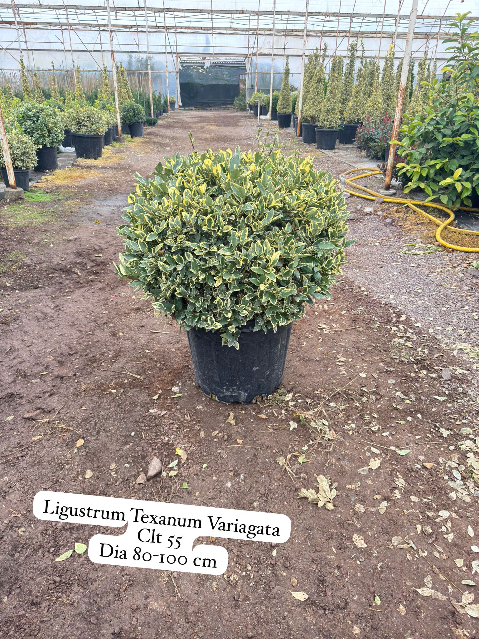 Ligustrum Texanum Variegata