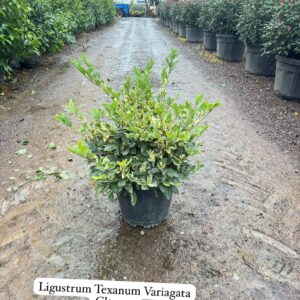 Ligustrum Texanum Variegata