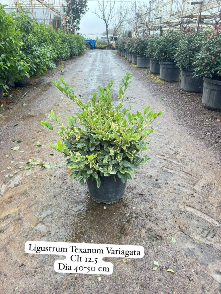 Ligustrum Texanum Variegata