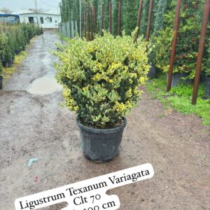 Ligustrum Texanum Variegata